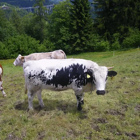 Eisenhut Hüttau